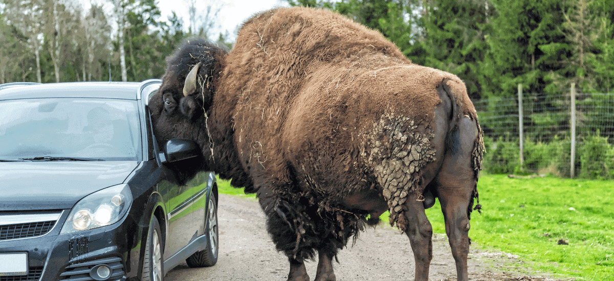 Does Your Car Insurance Cover Animal Attack? - Acko Does Your Car Insurance Cover Animal Attack? - Acko